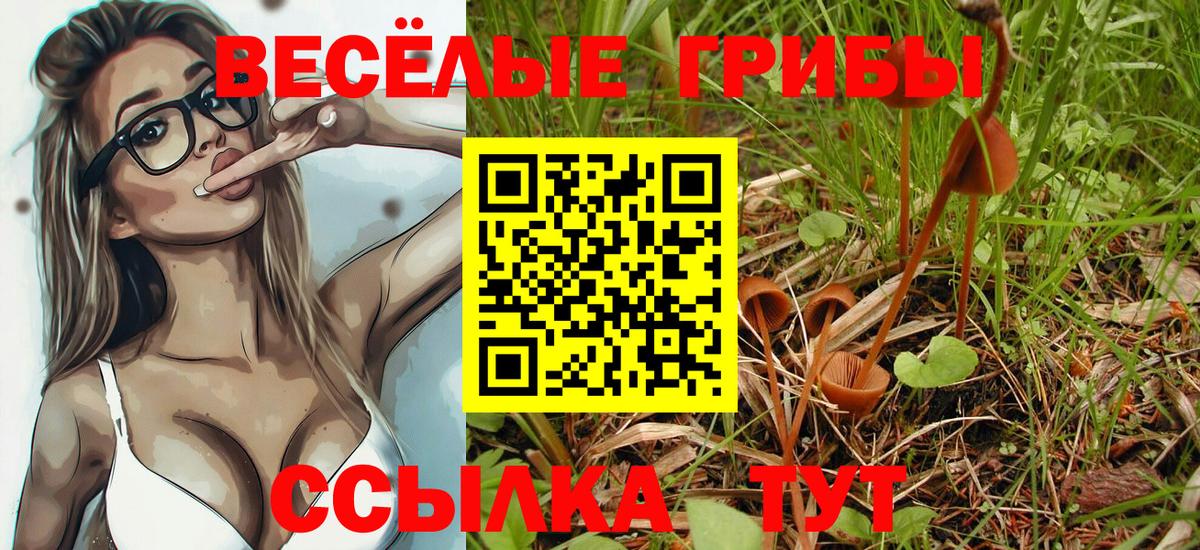 Севастополь  Псилоцибиновые грибы Cubensis  Вход с VPN 